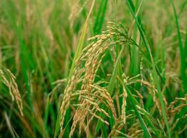 arroz en el arroz campos ese es maduro y Listo a ser cosechado foto