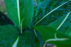 wet green leaves exposed to raindrops photo