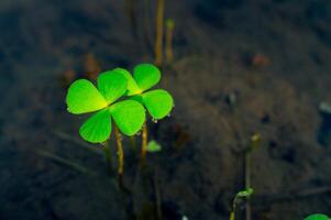 close up of a bunch of green clover in the water, macro photo