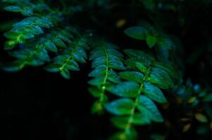 wet green leaves exposed to raindrops photo