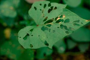 green leaves damaged by pests and caterpillars to the point of holes photo