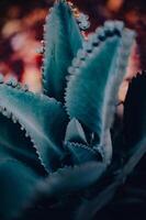 leaves in an aesthetic garden, macro, close up photo