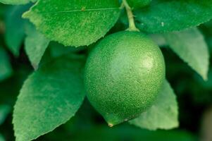 young lime fruit that is still on the tree photo