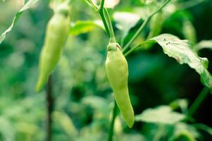 fresh green chilies on the tree photo