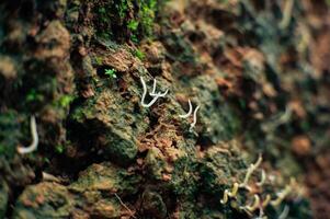 a type of small mushroom that grows in damp soil on cliffs photo