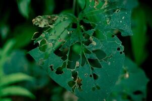 green leaves damaged by pests and caterpillars to the point of holes photo