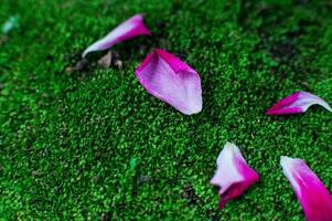 shreds of wilted roses falling to the ground photo