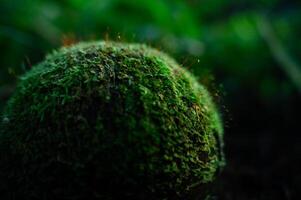 Coco cáscara cubierto con pequeño plantas foto