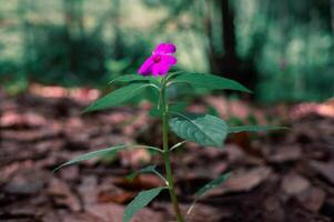 wild flowers in the forest that bloom in the morning photo