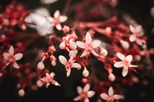 small red flowers that bloom photo