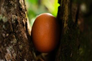 primer plano de huevos de gallina frescos foto