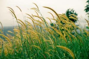 yellow weed flowers blowing in the wind photo