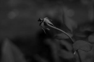 old roses that have fallen photo