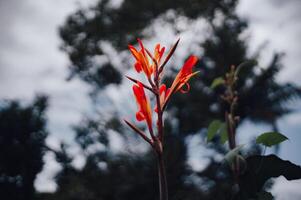 blooming orange flowers with a blurry background photo