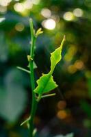 lime leaf shoots that have been eaten by pests and caterpillars in the morning with a blurry background photo