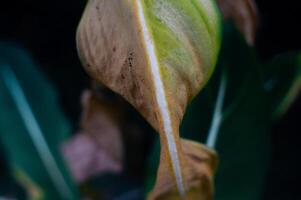 marchito seco hojas ese son antiguo y acerca de a otoño foto