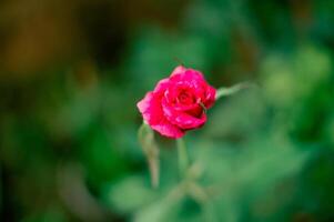 pink and red roses blooming in the garden photo