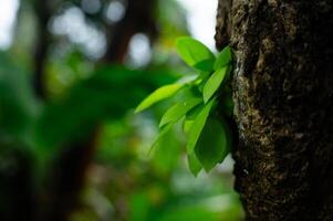 verde plantas ese crecer en leñoso tallos foto