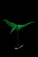 a small tree that has just grown on a black background photo