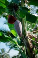 bananas that are not yet ripe and are still on the tree photo