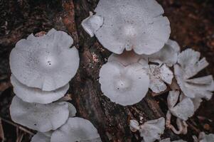 white fungus that grows on dead fallen trees photo
