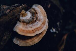 A natural fungus that grows on dead tree trunks photo