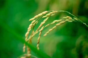 rice in the rice fields that is ripe and ready to be harvested photo