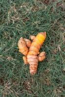 turmeric spices for cooking ingredients, food photo