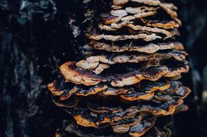 fungus that grows on dead trees photo