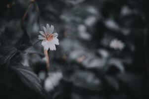 flores floreciente en el bosque en un oscuro antecedentes foto