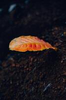 Aesthetic orange leaves that have fallen photo