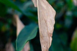 withered dry leaves that are old and about to fall photo