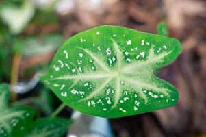 close up of aesthetic green leaves, macro photo