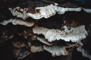 fungus that grows on dead trees photo