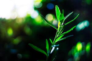 aesthetic grass with a blurry background in the morning photo