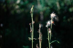 hermosa salvaje blanco flores en el bosque con difuminar antecedentes foto