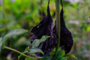 withered dry leaves that are old and about to fall photo