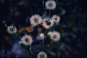 wild white flowers blooming photo