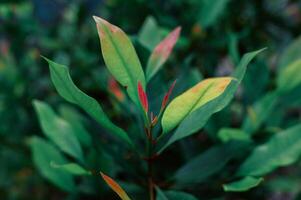 aesthetic green clove leaf shoots photo