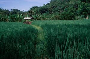 Kiosko en el medio de un grande arroz campo foto