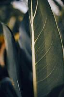 leaves in an aesthetic garden, macro, close up photo