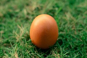 close up of fresh chicken eggs photo