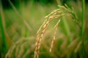 arroz en el arroz campos ese es maduro y Listo a ser cosechado foto