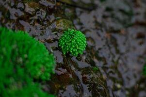 moss and small plants that grow on damp cliffs photo