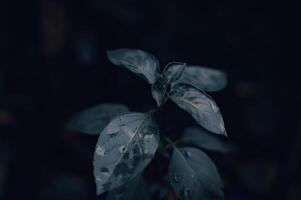 estético hojas en un oscuro antecedentes foto