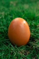 close up of fresh chicken eggs photo