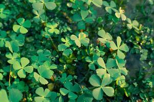 close up of a bunch of green clover in the water, macro photo
