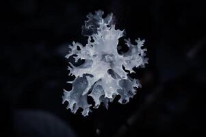 White mushrooms growing on stalks on a black background photo