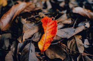 Aesthetic orange leaves that have fallen photo