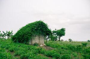 a small wooden house covered with leaves photo